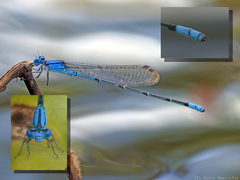 Pseudagrion cingillum