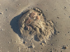 Rhopilema verrilli