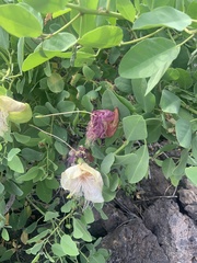 Capparis sandwichiana