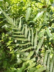 Cyclosorus interruptus