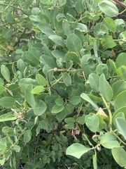 Capparis sandwichiana