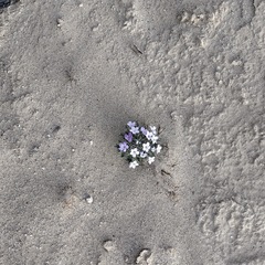 Langloisia setosissima setosissima