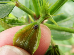 Cryptogonus robustus