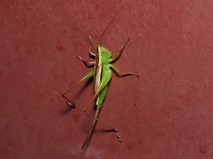 Conocephalus albescens