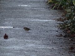 Fringilla coelebs