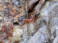 Myrmecia fuscipes