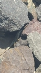 Liolaemus nigroviridis