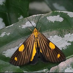 Phaeochlaena lampra