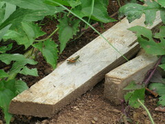 Dichroplus misionensis