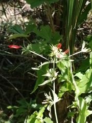 Dicliptera squarrosa