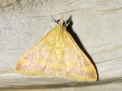 Pyrausta pseudonythesalis