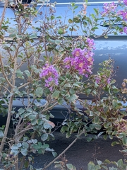 Lagerstroemia indica