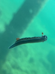 Hypselodoris saintvincentius