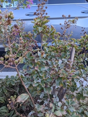 Lagerstroemia indica