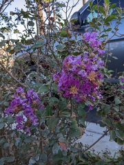 Lagerstroemia indica