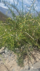 Berberis empetrifolia