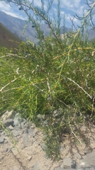 Berberis empetrifolia