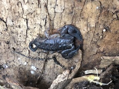 Hormurus