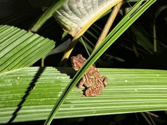 Incilius coniferus