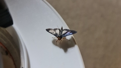 Phostria