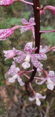 Dipodium pardalinum