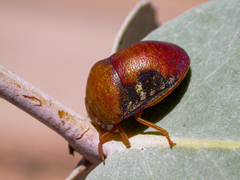 Solenotichus circuliferus