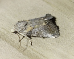 Aleptina inca