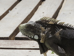 Iguana iguana iguana