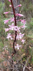 Dipodium pardalinum