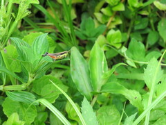 Dichroplus misionensis