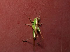 Conocephalus albescens