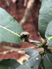 Phyllodes imperialis smithersi