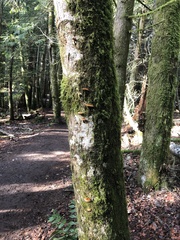 Flammulina filiformis