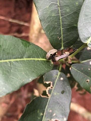 Phyllodes imperialis smithersi