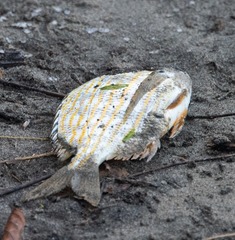 Archosargus rhomboidalis