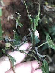 Phyllodes imperialis smithersi