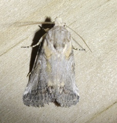 Aleptina inca