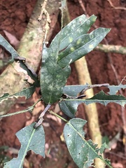Phyllodes imperialis smithersi