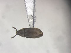 Trixagus chevrolati