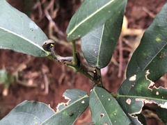 Phyllodes imperialis smithersi