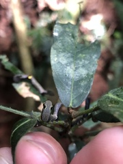 Phyllodes imperialis smithersi