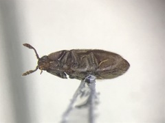 Trixagus chevrolati