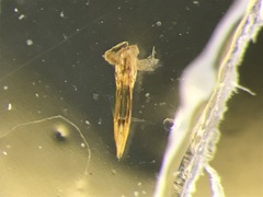 Trixagus chevrolati