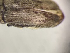 Trixagus chevrolati