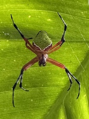 Eriophora nephiloides