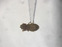 Tropicus pusillus