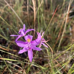 Calopogon barbatus