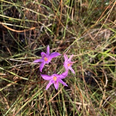 Calopogon barbatus