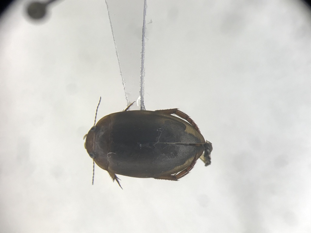 Agabetes acuductus