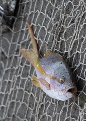 Ocyurus chrysurus